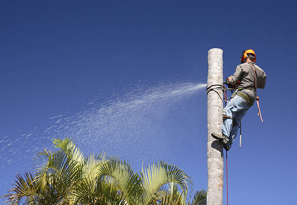 Best Tree Risk Assessment  in Aurora, NE