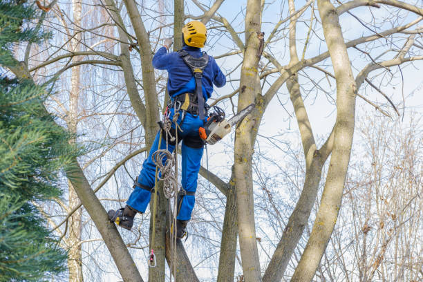 Best Tree Removal  in Aurora, NE