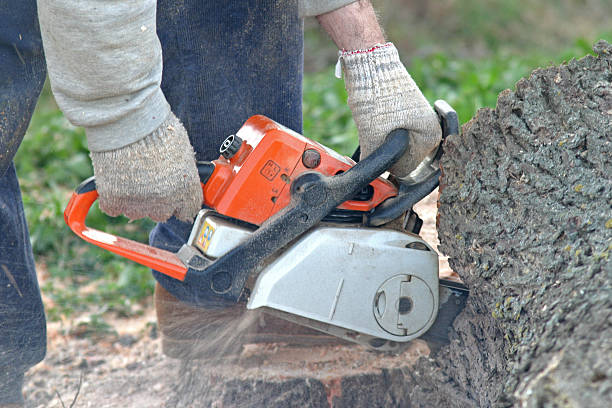 Lawn Maintenance Plans in Aurora, NE