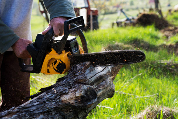 Best Arborist Consultation Services  in Aurora, NE