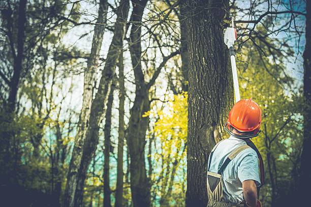 Best Tree Disease Treatment  in Aurora, NE
