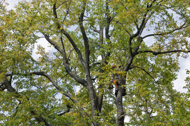 Best Tree Cabling and Bracing  in Aurora, NE